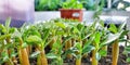 Close up to small Adenium plant growing in soil. Adenium plants propagation.ÃÂ  Royalty Free Stock Photo